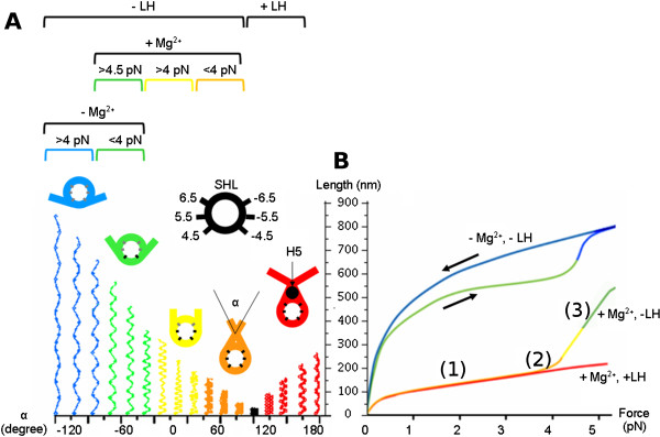 Pulling chromatin apart: Unstacking or Unwrapping?