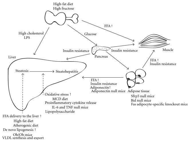 Murine Models of Nonalcoholic Fatty Liver Disease and Steatohepatitis.