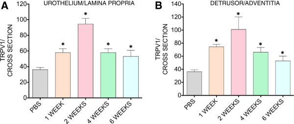 VEGF induces sensory and motor peripheral plasticity, alters bladder function, and promotes visceral sensitivity.