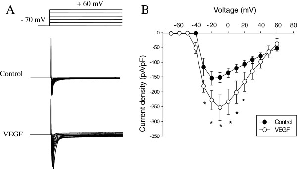 VEGF induces sensory and motor peripheral plasticity, alters bladder function, and promotes visceral sensitivity.