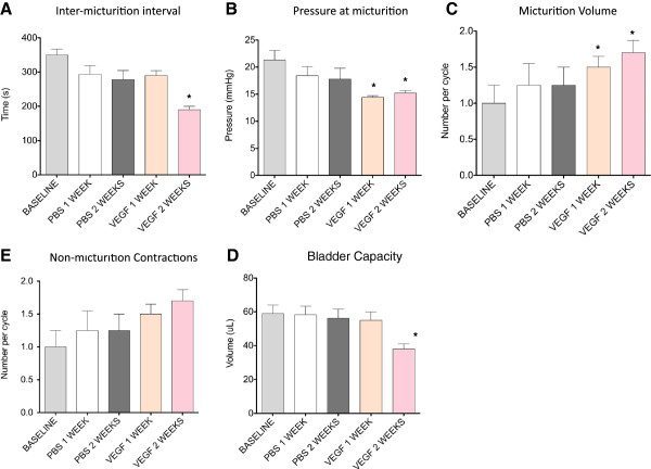 VEGF induces sensory and motor peripheral plasticity, alters bladder function, and promotes visceral sensitivity.