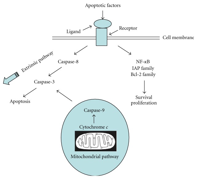 Pathophysiological Significance of Hepatic Apoptosis.