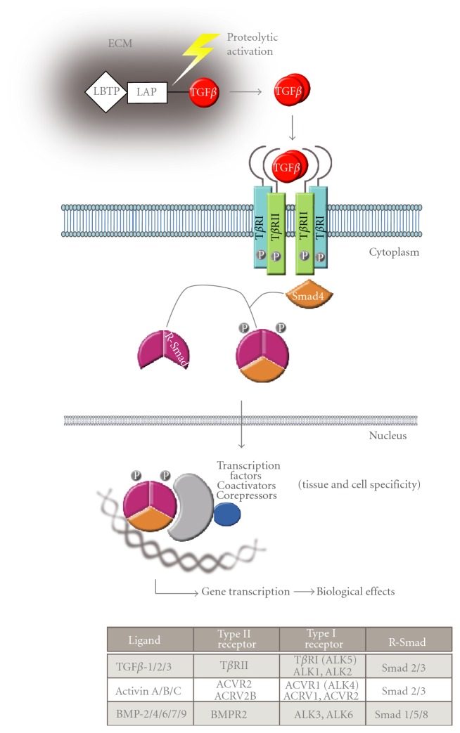 The Dual Role of TGFβ in Human Cancer: From Tumor Suppression to Cancer Metastasis.