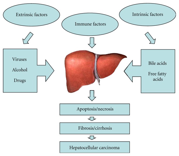 Pathophysiological Significance of Hepatic Apoptosis.