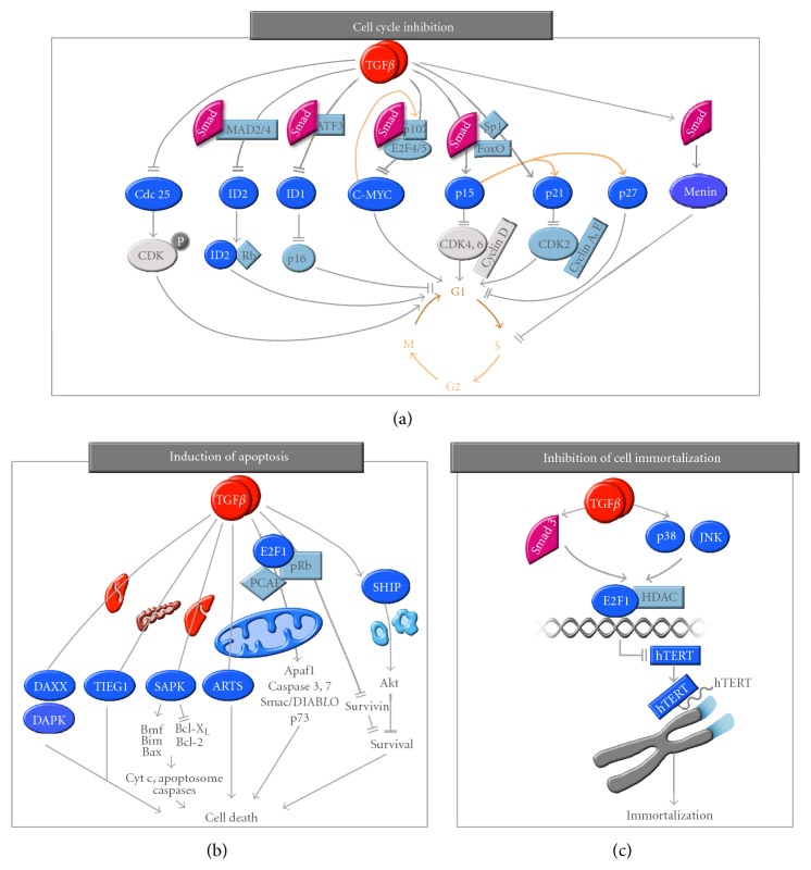 The Dual Role of TGFβ in Human Cancer: From Tumor Suppression to Cancer Metastasis.