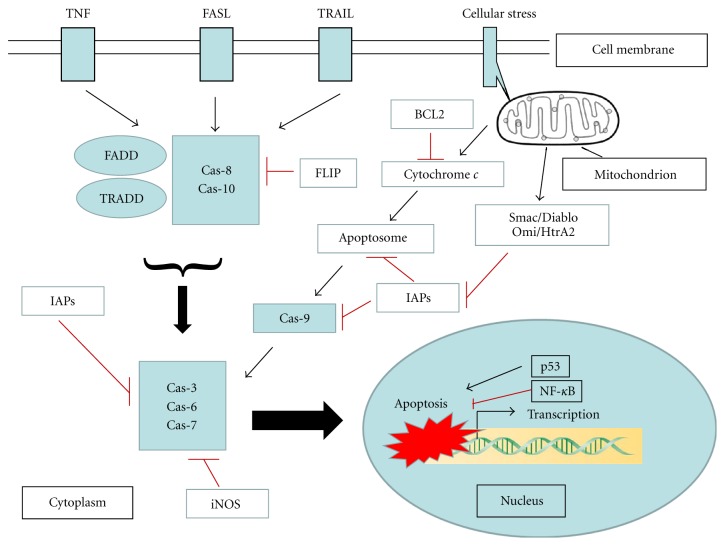 Pathophysiological Significance of Hepatic Apoptosis.