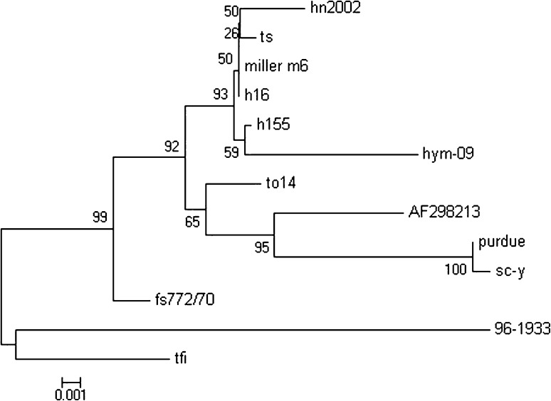 Cloning and Sequence Analysis of N Gene of Transmissible Gastroenteritis Virus HYM-09 Isolated from Dog in China.