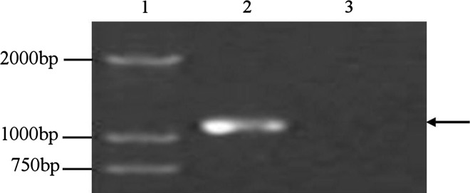 Cloning and Sequence Analysis of N Gene of Transmissible Gastroenteritis Virus HYM-09 Isolated from Dog in China.