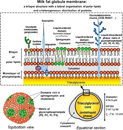 Development of the Digestive System-Experimental Challenges and Approaches of Infant Lipid Digestion.