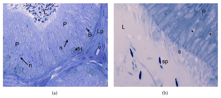 Effects of Photoperiod on Epididymal and Sperm Morphology in a Wild Rodent, the Viscacha (Lagostomus maximus maximus).