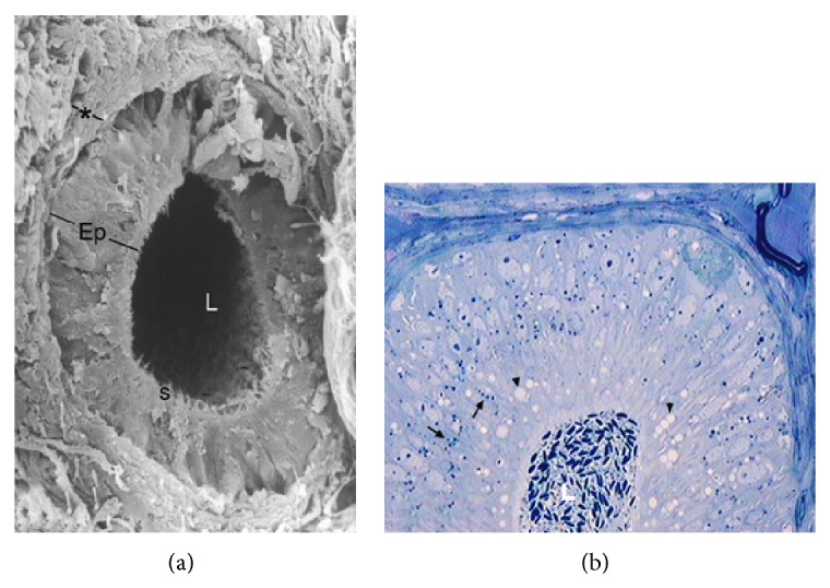 Effects of Photoperiod on Epididymal and Sperm Morphology in a Wild Rodent, the Viscacha (Lagostomus maximus maximus).