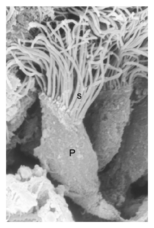 Effects of Photoperiod on Epididymal and Sperm Morphology in a Wild Rodent, the Viscacha (Lagostomus maximus maximus).