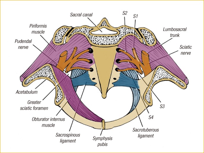 Pelvic exenteration: surgical approaches.