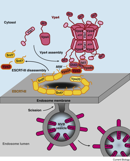 The ESCRT machinery.