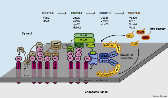 The ESCRT machinery.