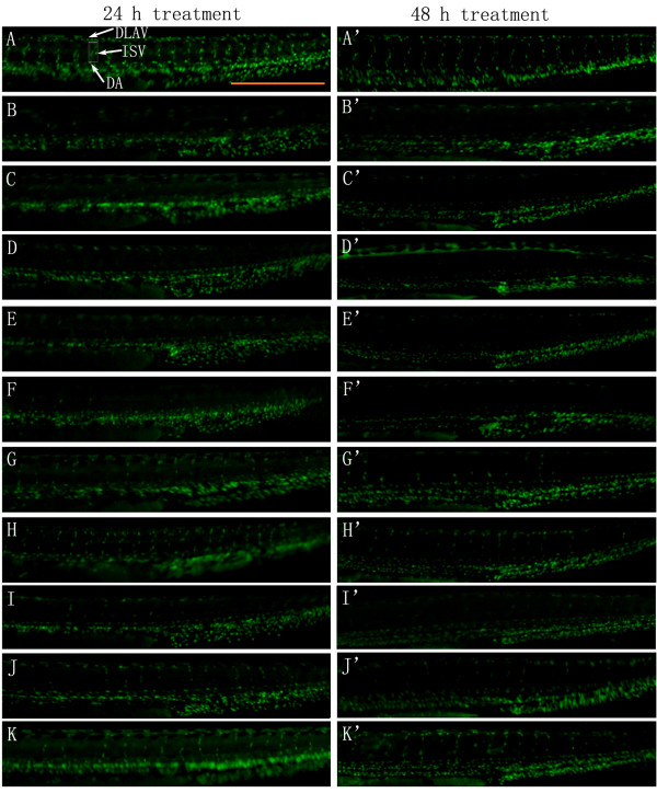 Polysaccharides from astragali radix restore chemical-induced blood vessel loss in zebrafish.