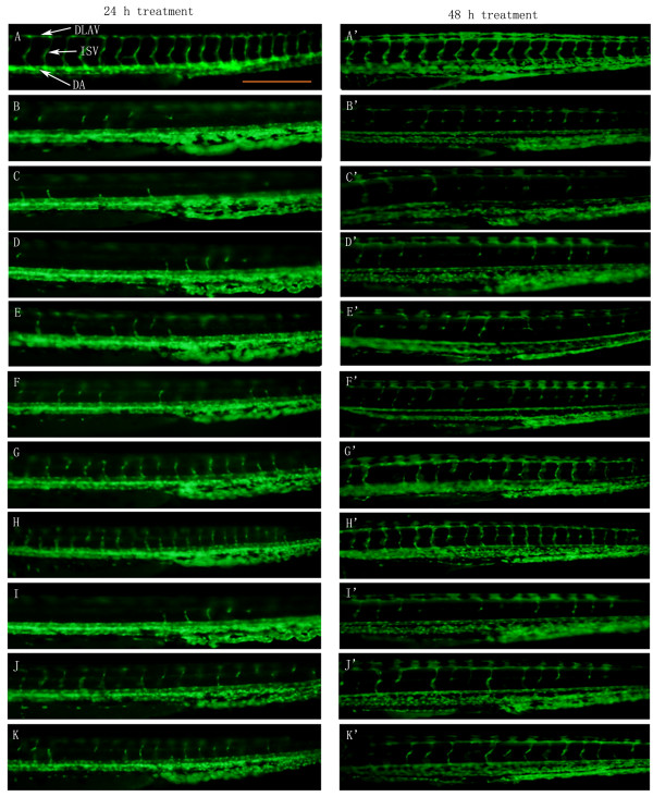 Polysaccharides from astragali radix restore chemical-induced blood vessel loss in zebrafish.