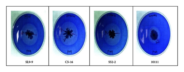 Isolation of Cellulolytic Bacillus subtilis Strains from Agricultural Environments.
