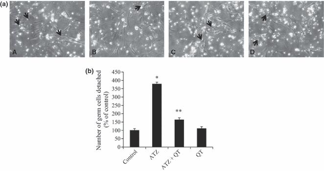 The protective effects of quercetin on the cytotoxicity of atrazine on rat Sertoli-germ cell co-culture