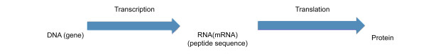 Dichotomy in the definition of prescriptive information suggests both prescribed data and prescribed algorithms: biosemiotics applications in genomic systems.