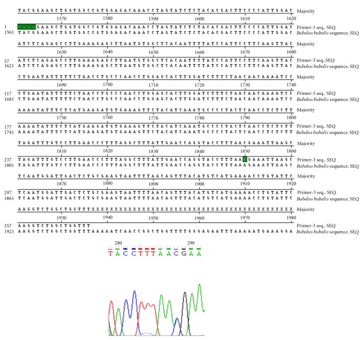 Nucleotide Sequencing and SNP Detection of Toll-Like Receptor-4 Gene in Murrah Buffalo (Bubalus bubalis).