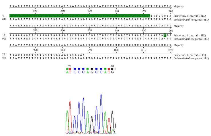 Nucleotide Sequencing and SNP Detection of Toll-Like Receptor-4 Gene in Murrah Buffalo (Bubalus bubalis).