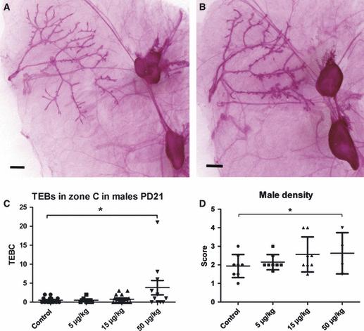 Perinatal ethinyl oestradiol alters mammary gland development in male and female Wistar rats