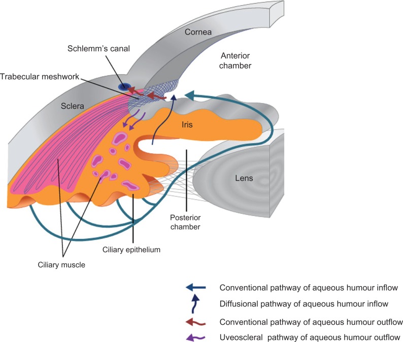 Clinical options for the reduction of elevated intraocular pressure.