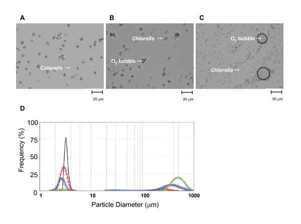 Organ preservation using a photosynthetic solution.