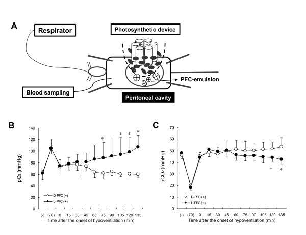 Organ preservation using a photosynthetic solution.