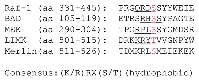 PAK signaling in cancer.