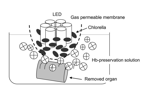 Organ preservation using a photosynthetic solution.