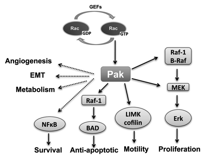 PAK signaling in cancer.