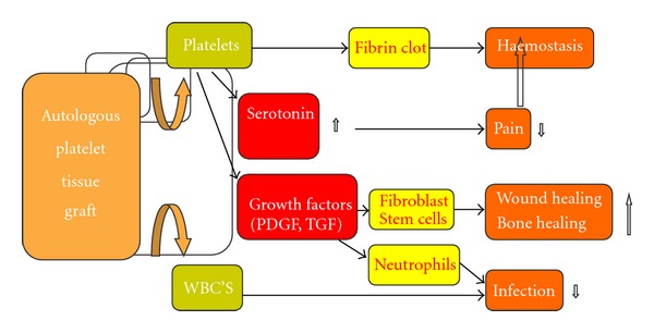 Treatment of skeletal muscle injury: a review.