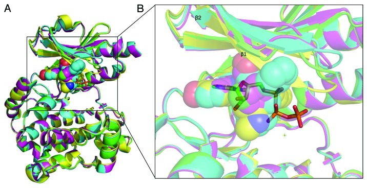 3D structure analysis of PAKs: A clue to the rational design for affinity reagents and blockers.