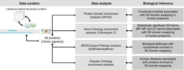 Functional repertoire, molecular pathways and diseases associated with 3D domain swapping in the human proteome.