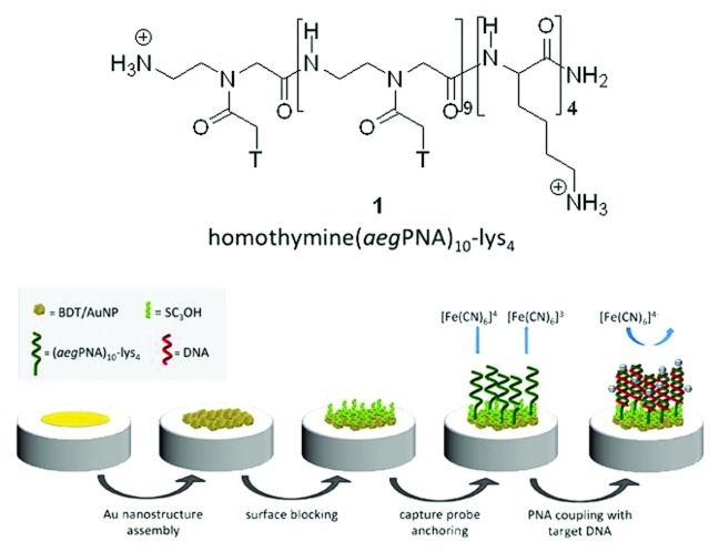 Peptide nucleic acids tagged with four lysine residues for amperometric genosensors.