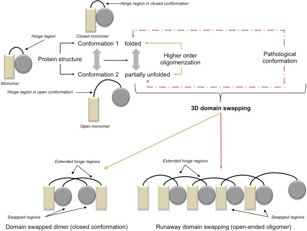 Functional repertoire, molecular pathways and diseases associated with 3D domain swapping in the human proteome.