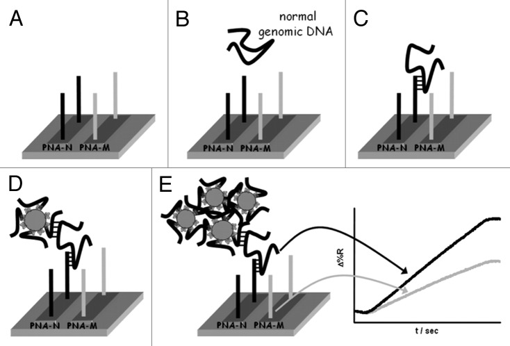 Artificial DNA and surface plasmon resonance.