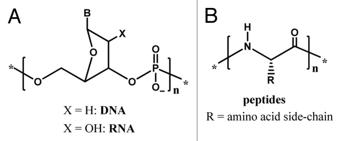 Helix control in polymers: case of peptide nucleic acids (PNAs).