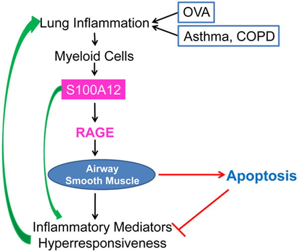 S100A12 and the Airway Smooth Muscle: Beyond Inflammation and Constriction.