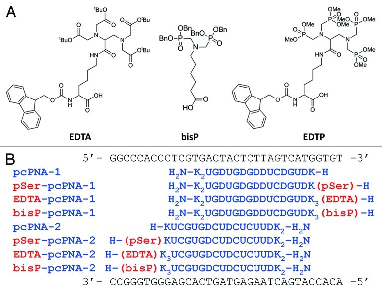 Introduction of multiphosphonate ligand to peptide nucleic acid for metal ion conjugation.