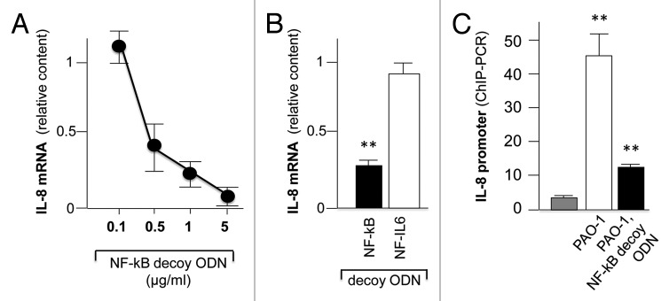 Effects of decoy molecules targeting NF-kappaB transcription factors in Cystic fibrosis IB3-1 cells: recruitment of NF-kappaB to the IL-8 gene promoter and transcription of the IL-8 gene.