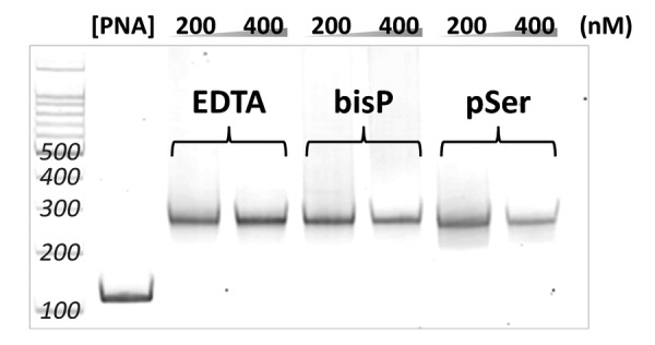 Introduction of multiphosphonate ligand to peptide nucleic acid for metal ion conjugation.