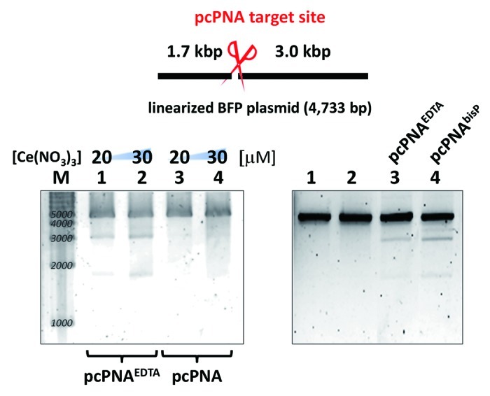 Introduction of multiphosphonate ligand to peptide nucleic acid for metal ion conjugation.