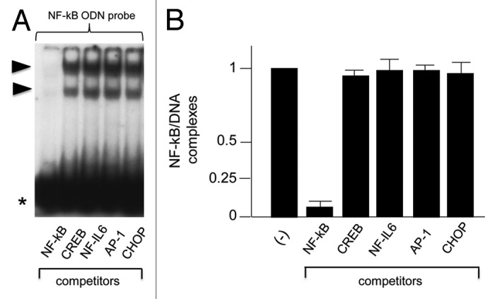 Effects of decoy molecules targeting NF-kappaB transcription factors in Cystic fibrosis IB3-1 cells: recruitment of NF-kappaB to the IL-8 gene promoter and transcription of the IL-8 gene.