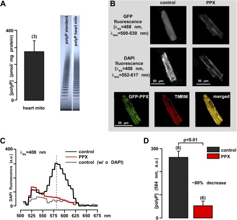 Inorganic polyphosphate is a potent activator of the mitochondrial permeability transition pore in cardiac myocytes.
