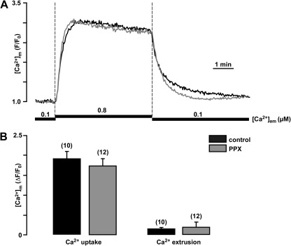 Inorganic polyphosphate is a potent activator of the mitochondrial permeability transition pore in cardiac myocytes.