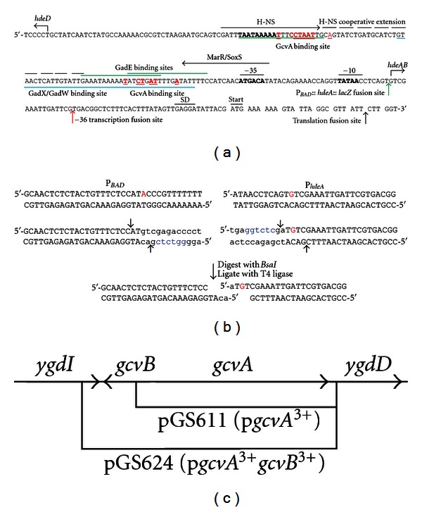 Antagonistic Roles for GcvA and GcvB in hdeAB Expression in Escherichia coli.
