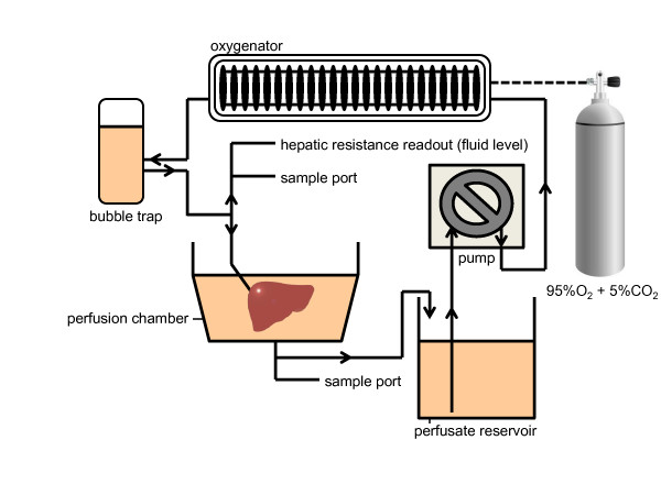 A simplified subnormothermic machine perfusion system restores ischemically damaged liver grafts in a rat model of orthotopic liver transplantation.